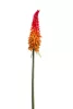 Fürtös fáklyalililom piros/narancssárga 85 cm