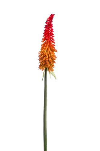 Fürtös fáklyalililom piros/narancssárga 85 cm