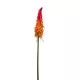 Fürtös fáklyalililom piros/narancssárga 85 cm