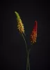Fürtös fáklyalililom piros/narancssárga 85 cm