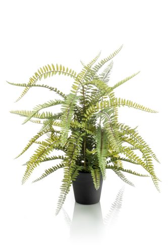 Boston Fern/Szoba Páfrány /gumi,40 leveles,70 cm fekete műanyag kaspóban