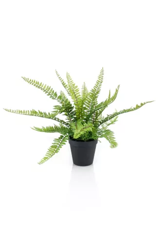 Fern Bush/szobapáfrány/ 18 leveles, 35 cm,fekete műanyag kaspóban