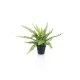 Fern Bush/szobapáfrány/ 18 leveles, 35 cm,fekete műanyag kaspóban