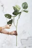 Selyem Monstera"Monkey"levél zöld,75 cm