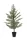 Araucaria/Szobafenyő/gumi, 95 cm