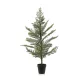 Araucaria/Szobafenyő/gumi, 95 cm