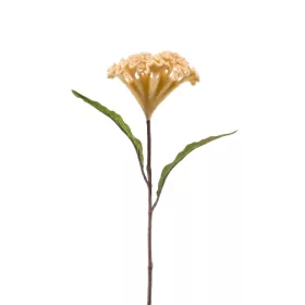 Cellosia/Kakastaréj/ bézs 62 cm