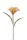 Cellosia/Kakastaréj/ bézs 62 cm
