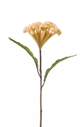 Cellosia/Kakastaréj/ bézs 62 cm