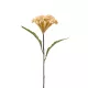 Cellosia/Kakastaréj/ bézs 62 cm