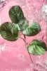 Selyem Calathea, 5 leveles, zöld 74 cm