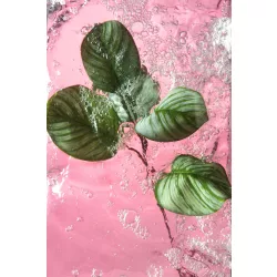 Selyem Calathea, 5 leveles, zöld 74 cm