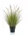 Élethű cserepes pennisetum  85cm