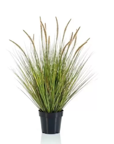 Élethű cserepes pennisetum  85cm