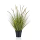 Élethű cserepes pennisetum  85cm