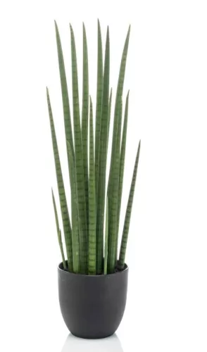 Élethű cserepes sansavera  cylindrica 70cm