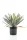 Élethű gumi Yucca 48 cm kaspóban