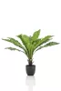 Selyem Asplenium /Madárfészekpáfrány/ cserepes, 75cm