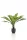 Selyem Asplenium /Madárfészekpáfrány/ cserepes, 75cm