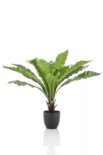 Selyem Asplenium /Madárfészekpáfrány/ cserepes, 75cm