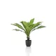 Selyem Asplenium /Madárfészekpáfrány/ cserepes, 75cm