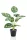 Selyem Monstera