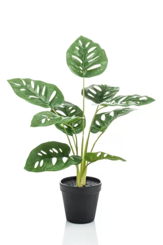 Selyem Monstera