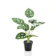 Selyem Monstera
