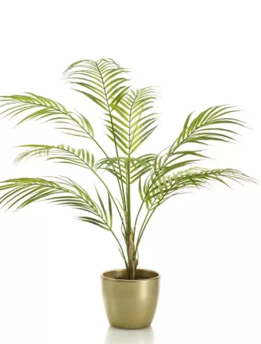 Élethű cserepes Chamaedora pálma 85cm 