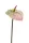 Anthurium/Flamingóvirág/ gumi, zöld/pink 65 cm