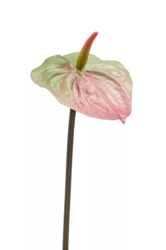 Anthurium/Flamingóvirág/ gumi, zöld/pink 65 cm