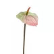 Anthurium/Flamingóvirág/ gumi, zöld/pink 65 cm