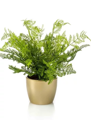Élethű cserepes páfrány 40cm