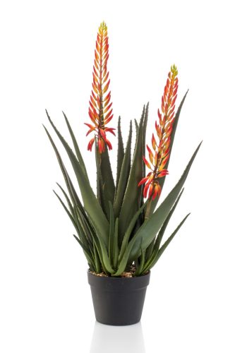 Aloe vera 2 virágos narancs/gumi/ 80 cm