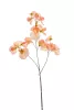 Selyem Lathyrus/Lednek /3 szálas barack 75 cm