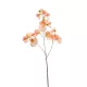 Selyem Lathyrus/Lednek /3 szálas barack 75 cm