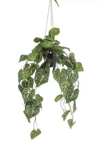 Cserepes Anthoryum levé/lFlamingó,selyem/80 cm