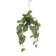 Cserepes Anthoryum levé/lFlamingó,selyem/80 cm