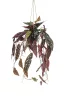 Selyem Begónia "Maculata"/ cserepes,futó/ 80 cm