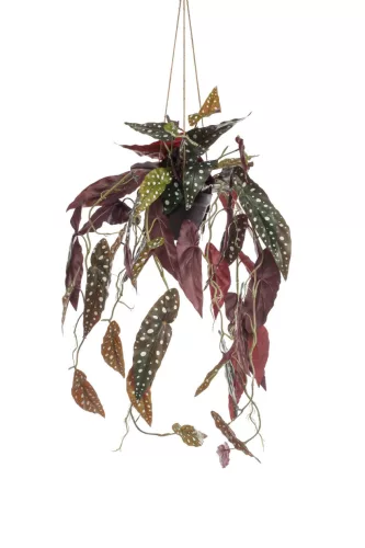 Selyem Begónia "Maculata"/ cserepes,futó/ 80 cm