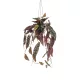 Selyem Begónia "Maculata"/ cserepes,futó/ 80 cm