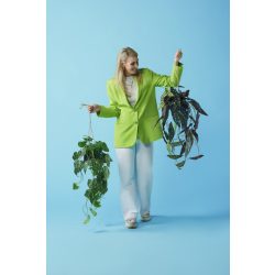 Selyem Begónia "Maculata"/ cserepes,futó/ 80 cm