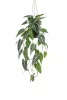 Selyem cserepes Alocasia/Elefántfül/ 80 cm