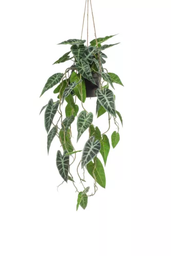 Selyem cserepes Alocasia/Elefántfül/ 80 cm