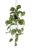 Cserepes Monstera
