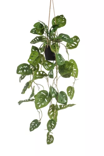 Cserepes Monstera
