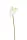 Anthurium/Flamingóvirág / gumi,fehér  50 cm