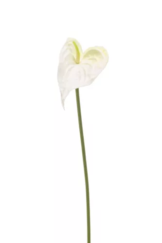 Anthurium/Flamingóvirág / gumi,fehér  50 cm