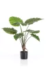 Cserepes Alocasia/selyem/ 70 cm, fekete kaspóban