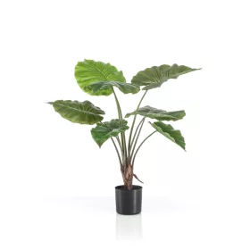 Cserepes Alocasia/selyem/ 70 cm, fekete kaspóban